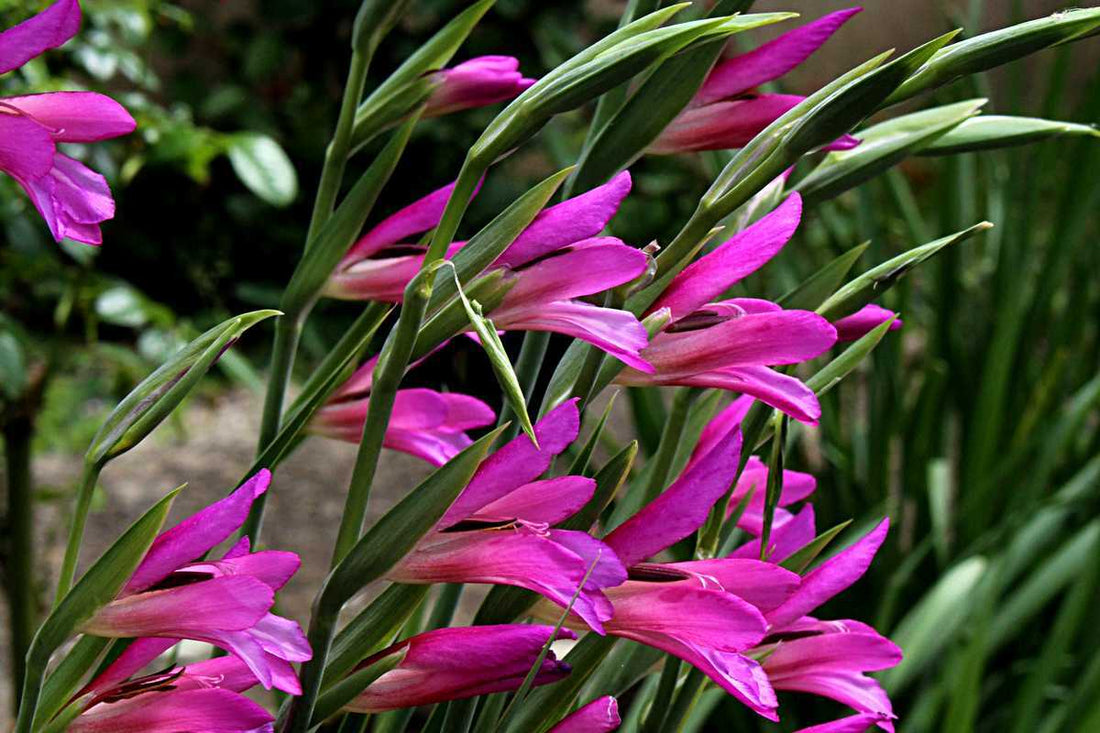 bulbe glaieul de bizance