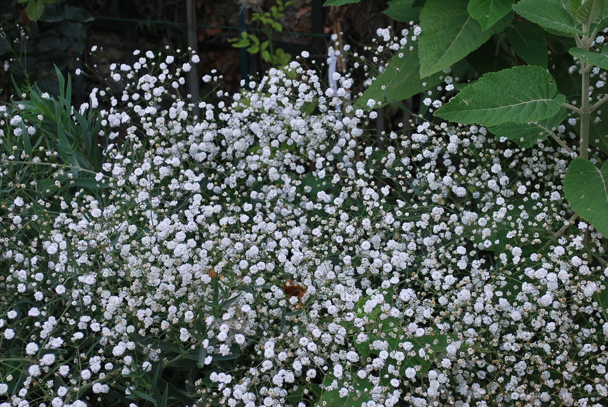 Gypsophile Image