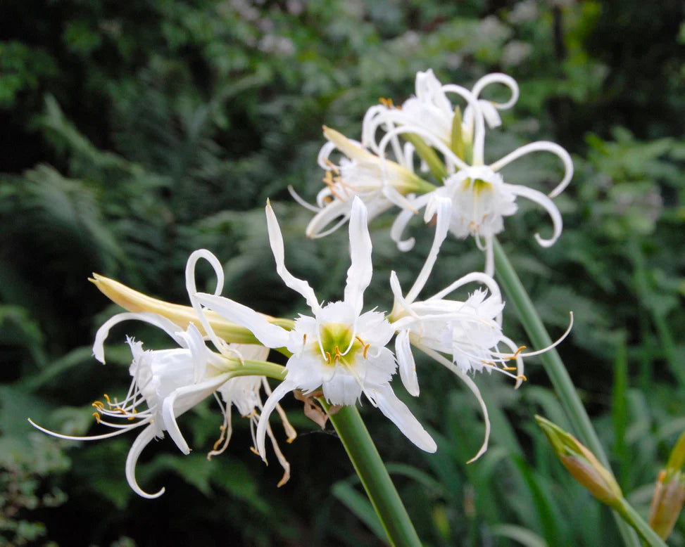 Hymenocallis
