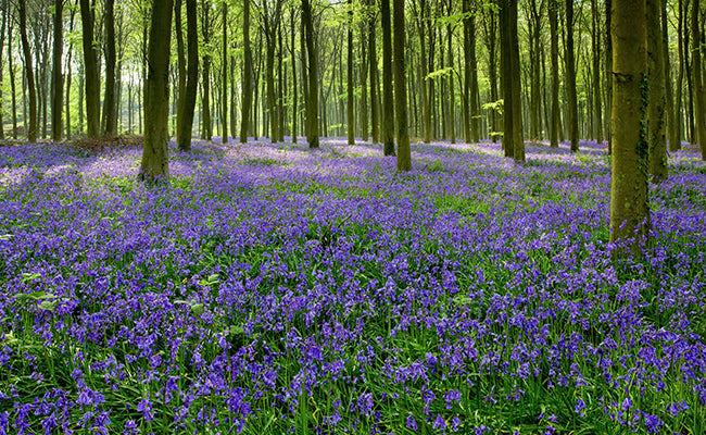 bulbe jacinthe sauvage