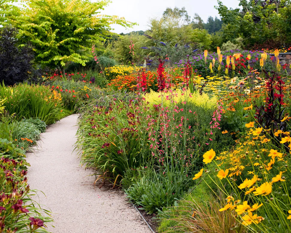 Comment planter des Kniphofias ?