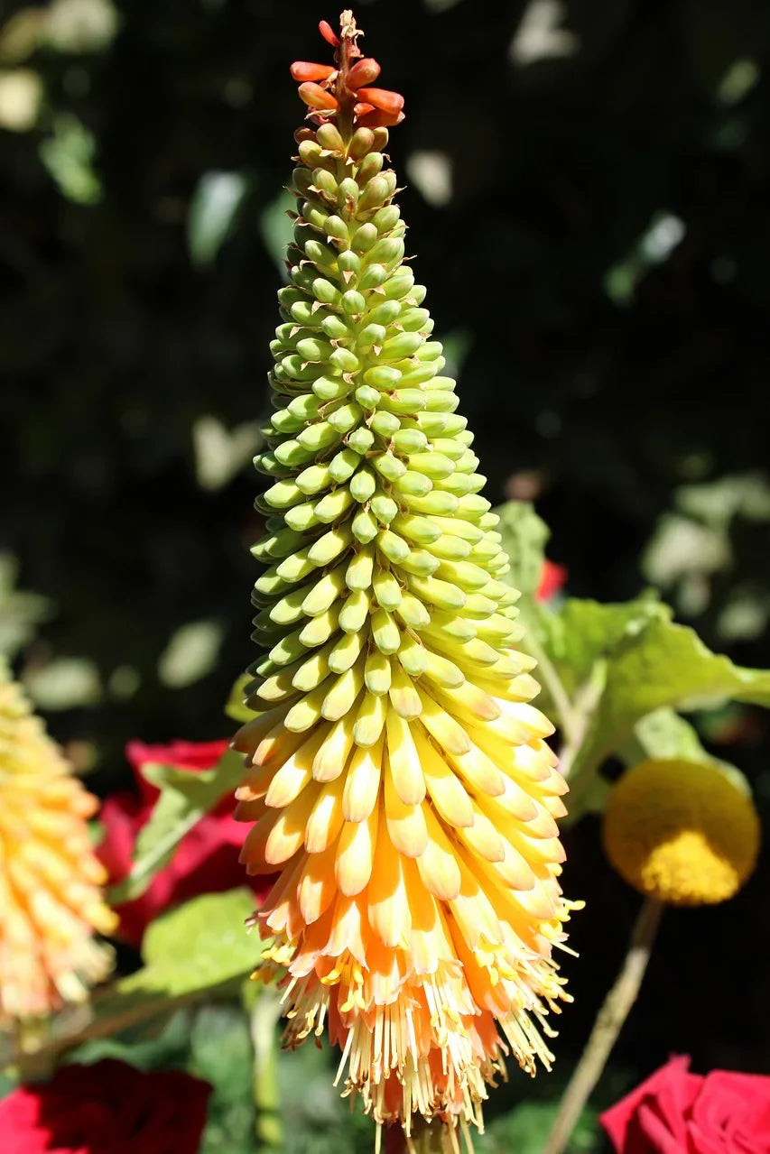 Kniphofia : Conseils pour Cultiver et Sublimer cette Plante Spectaculaire Image