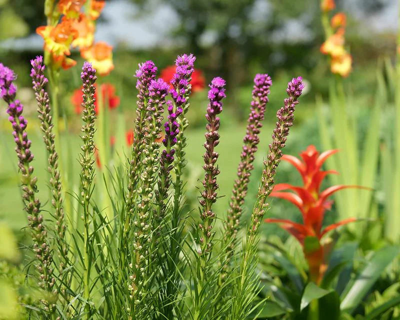 Liatris