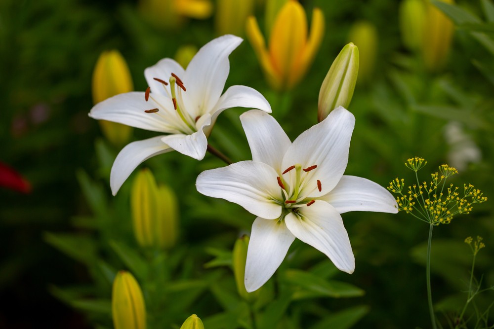 Bulbe lys