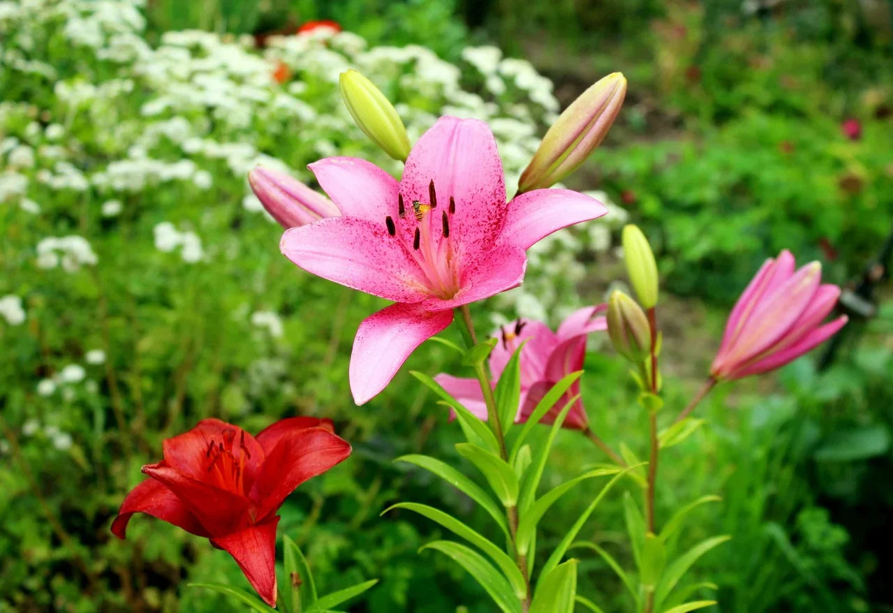 Quand et Comment Planter des Lys ? Image