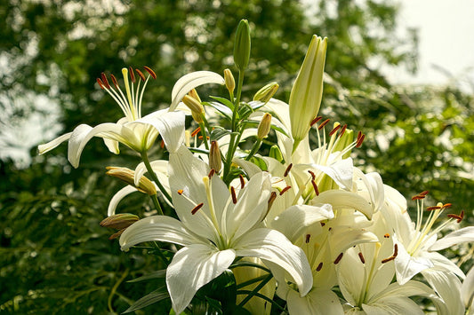 Que faire d'un lys après floraison ?