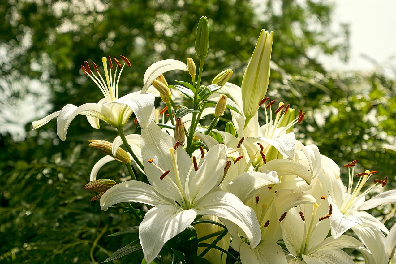 Que faire d'un lys après floraison ? Image