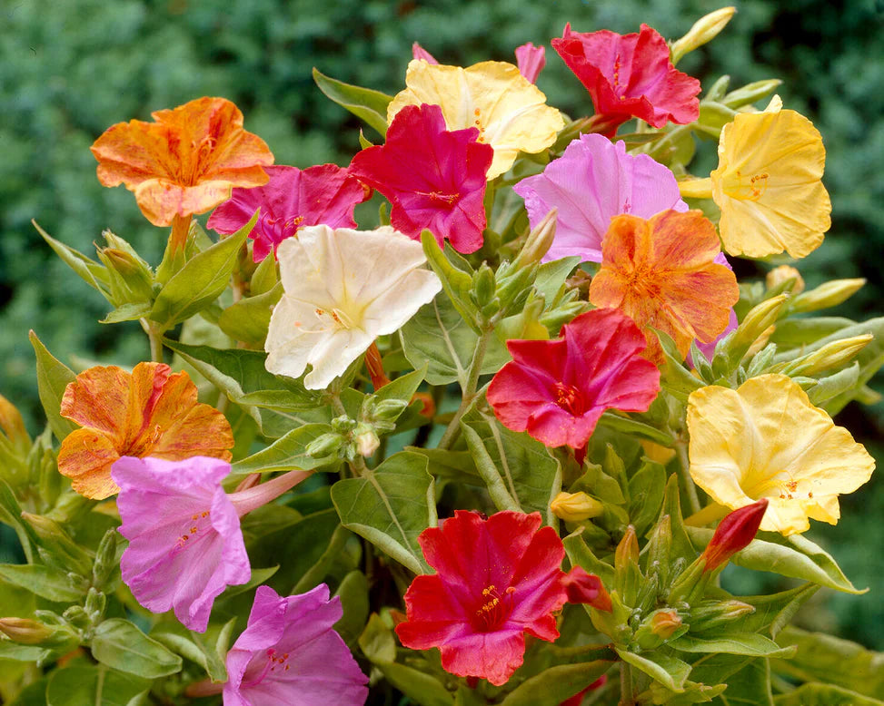 Mirabilis