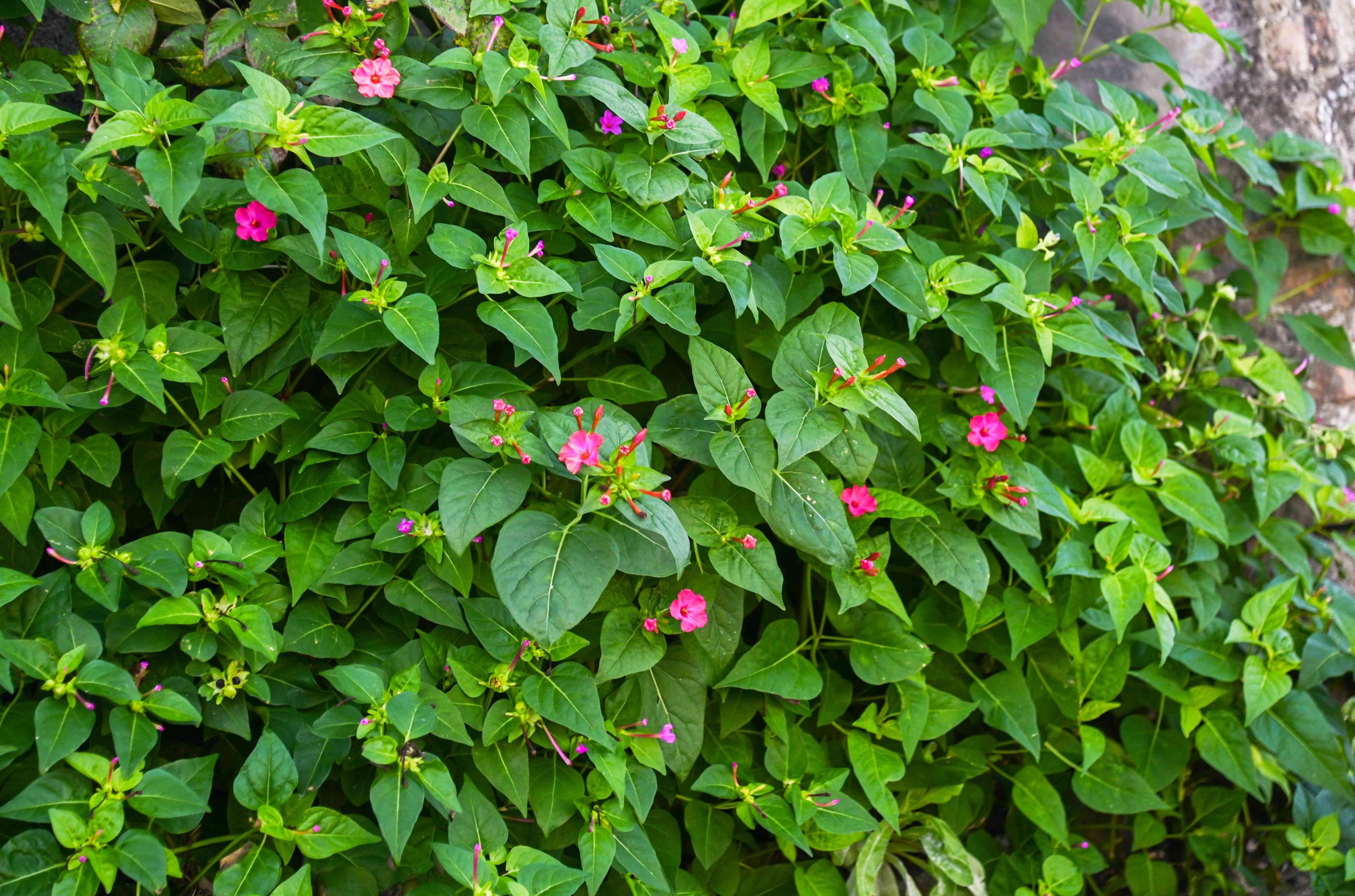 Mirabilis Jalapa