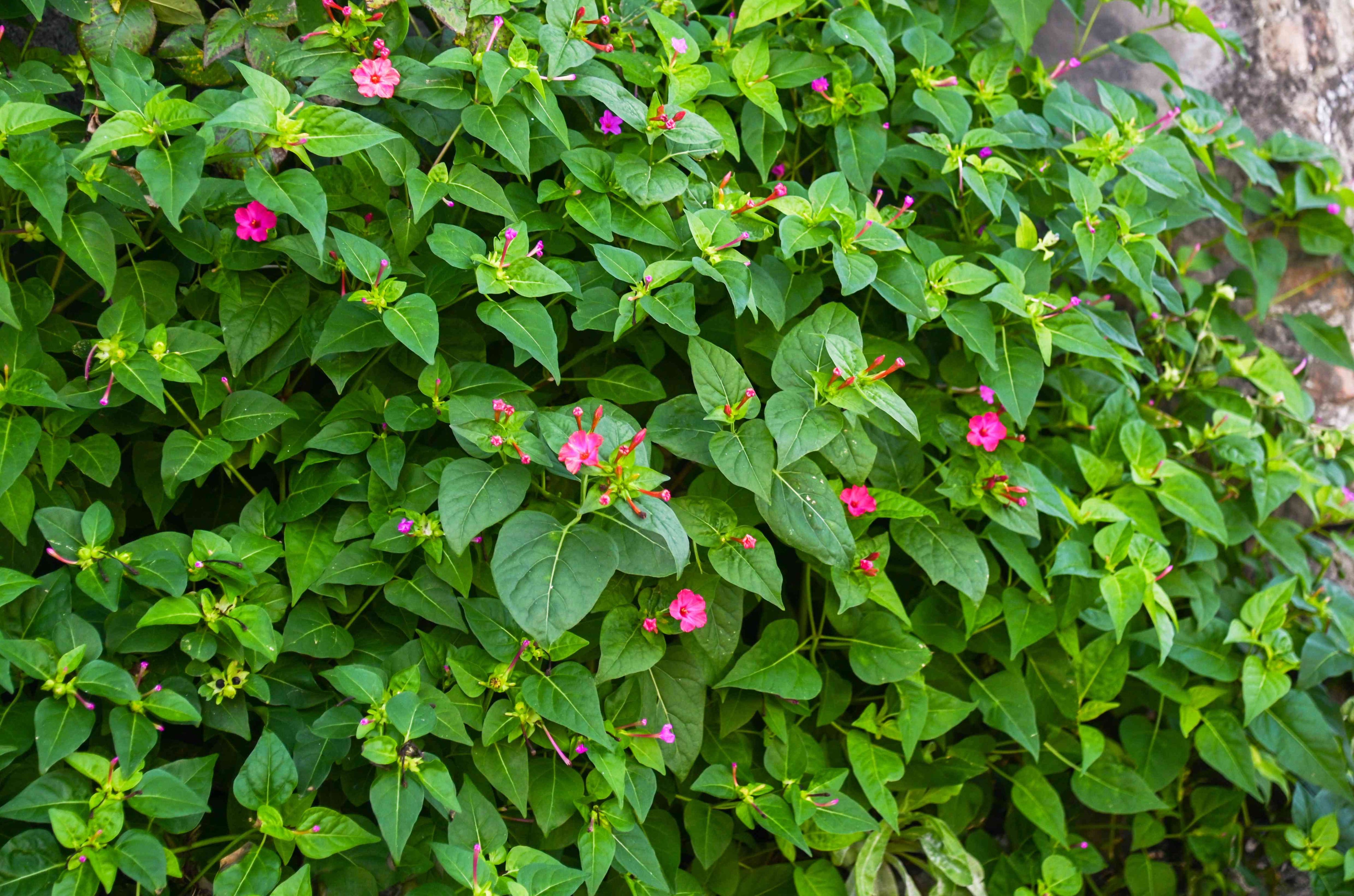 Mirabilis Jalapa Image