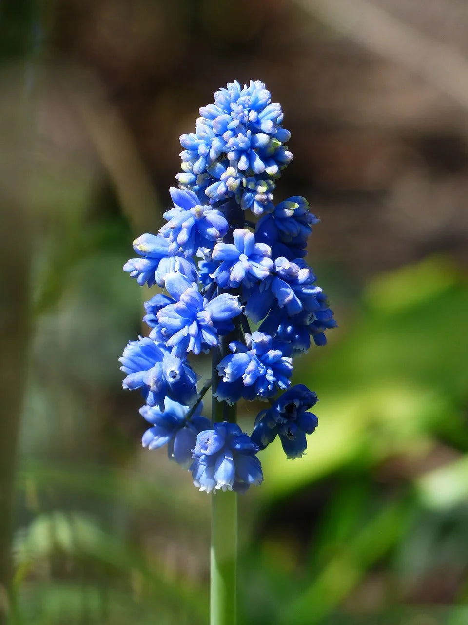 Muscari Armeniacum : Conseils pour une Culture et un Entretien Réussis Image