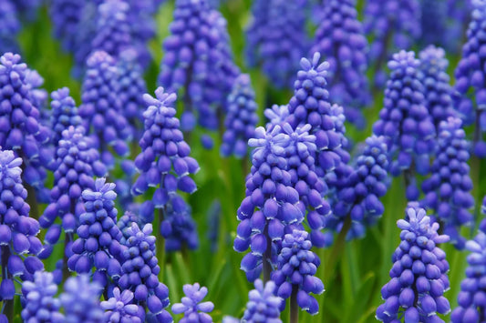 Muscari Armeniacum : Le Guide Complet