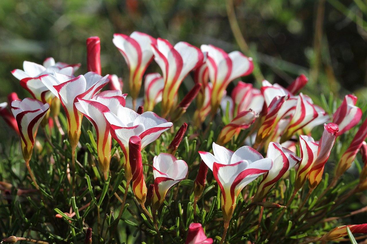 bulbe oxalis