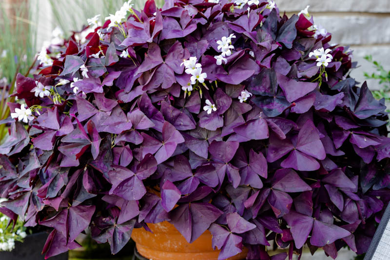 Oxalis triangularis Image