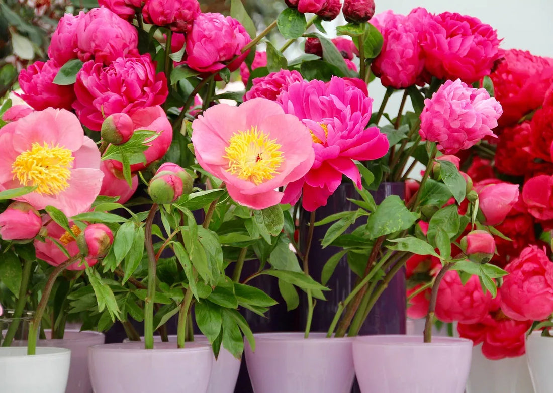 pivoine en pot