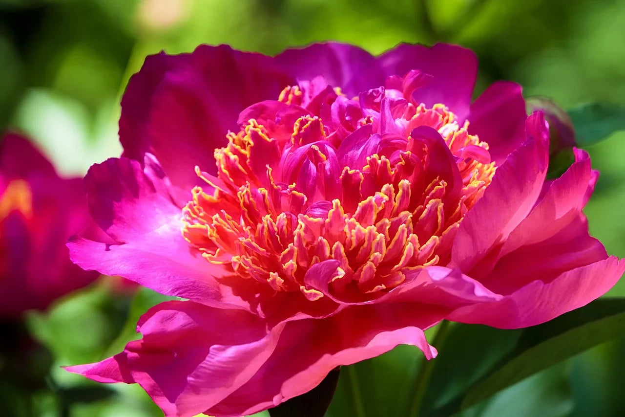 Quand et comment planter des pivoines pour une floraison abondante et durable. Image