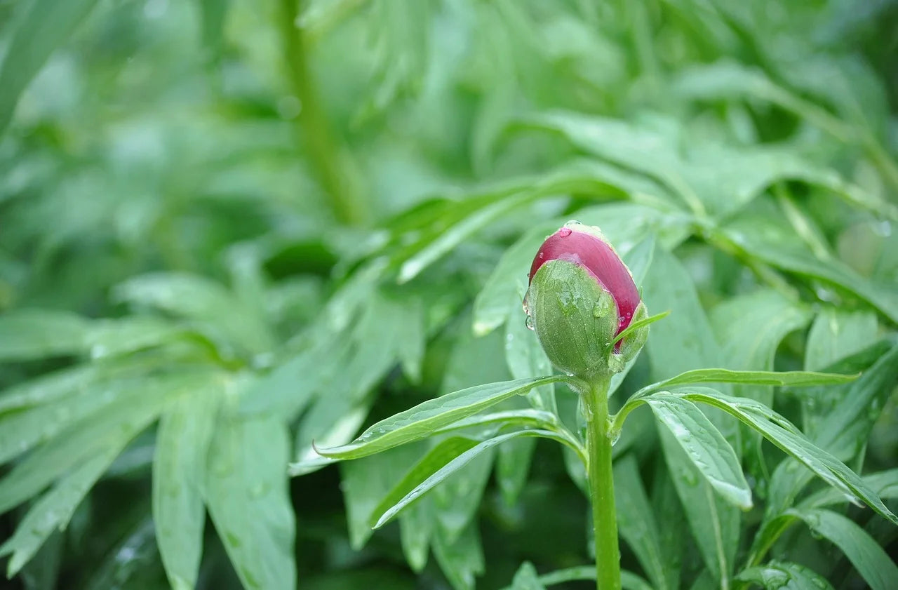 Pivoine Black Panther : Guide Complet Image