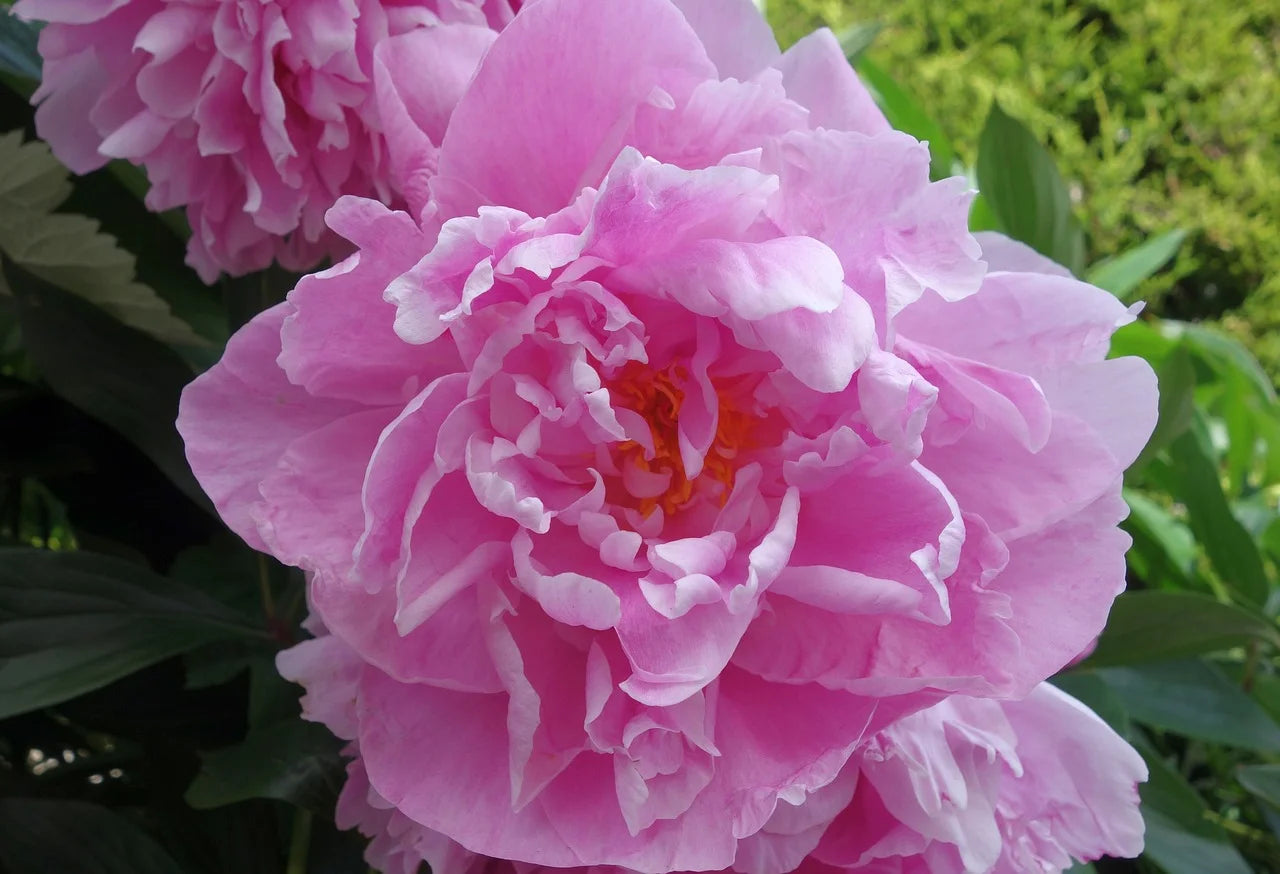 Pivoine Sarah Bernhardt : Tout ce qu’il faut savoir Image