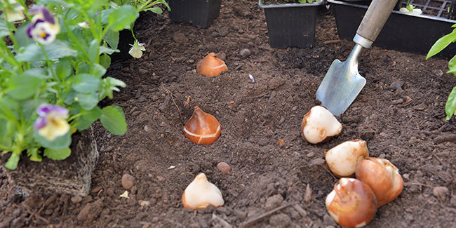 Bulbes, Tubercules et Rhizomes Image