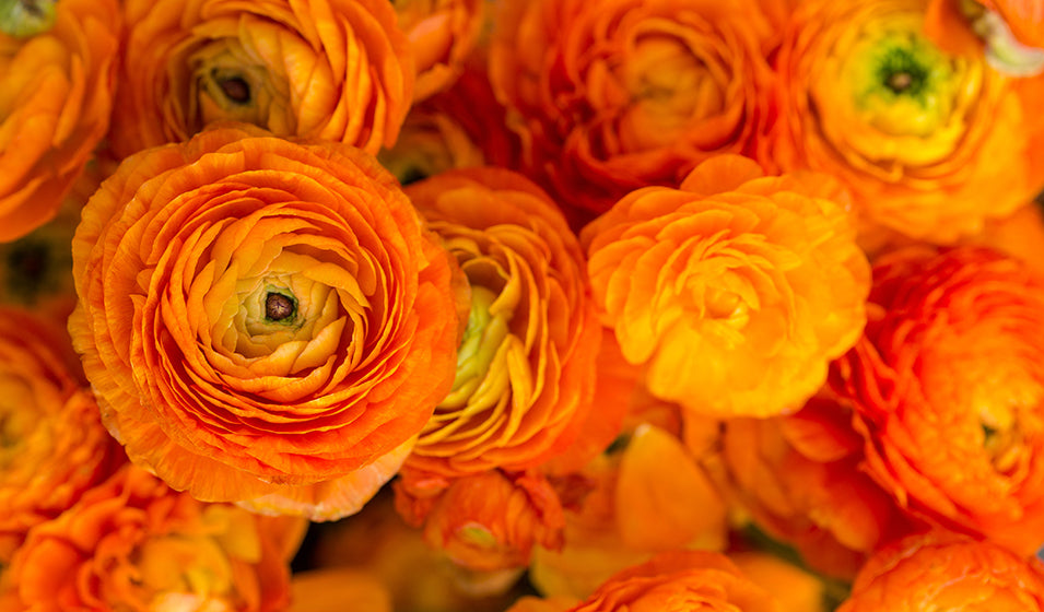 Planter des renoncules : Le guide complet