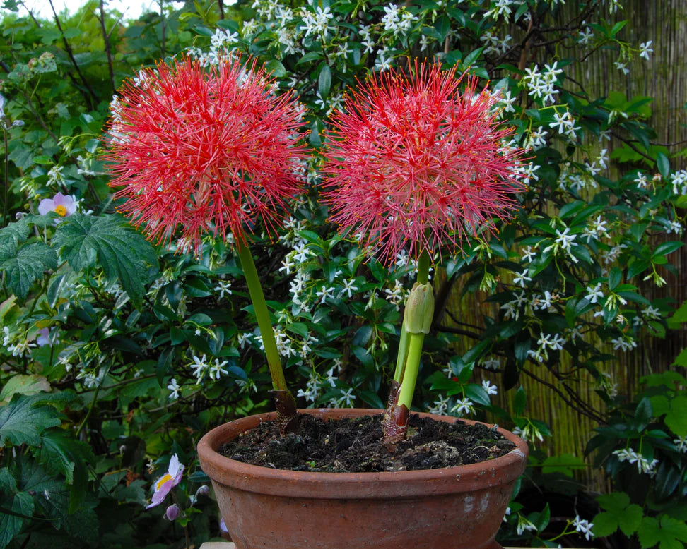 Haemanthus