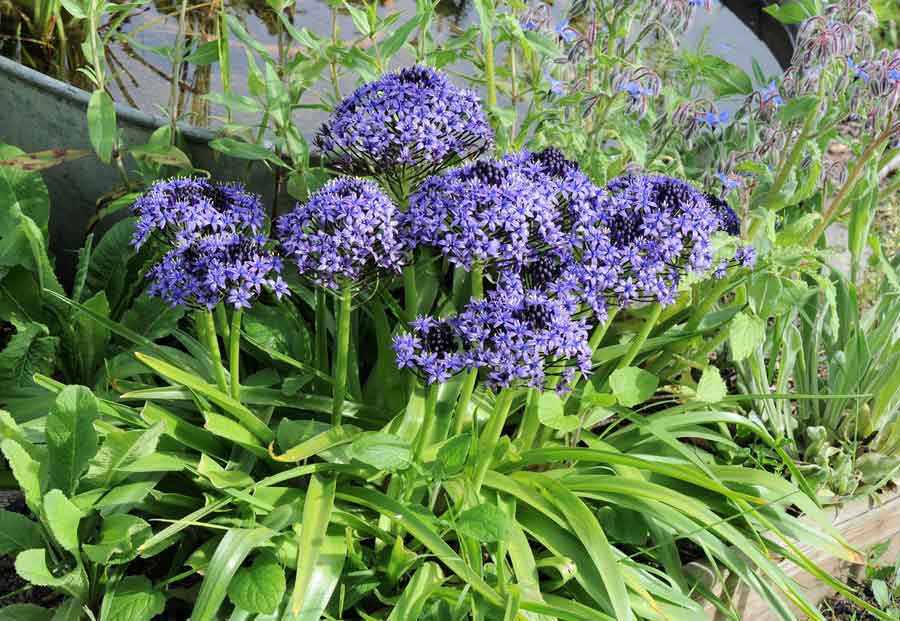 bulbe scille du pérou