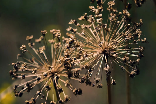 Comment Faire Sécher des Fleurs : Techniques et Conseils pour un Résultat Sublime