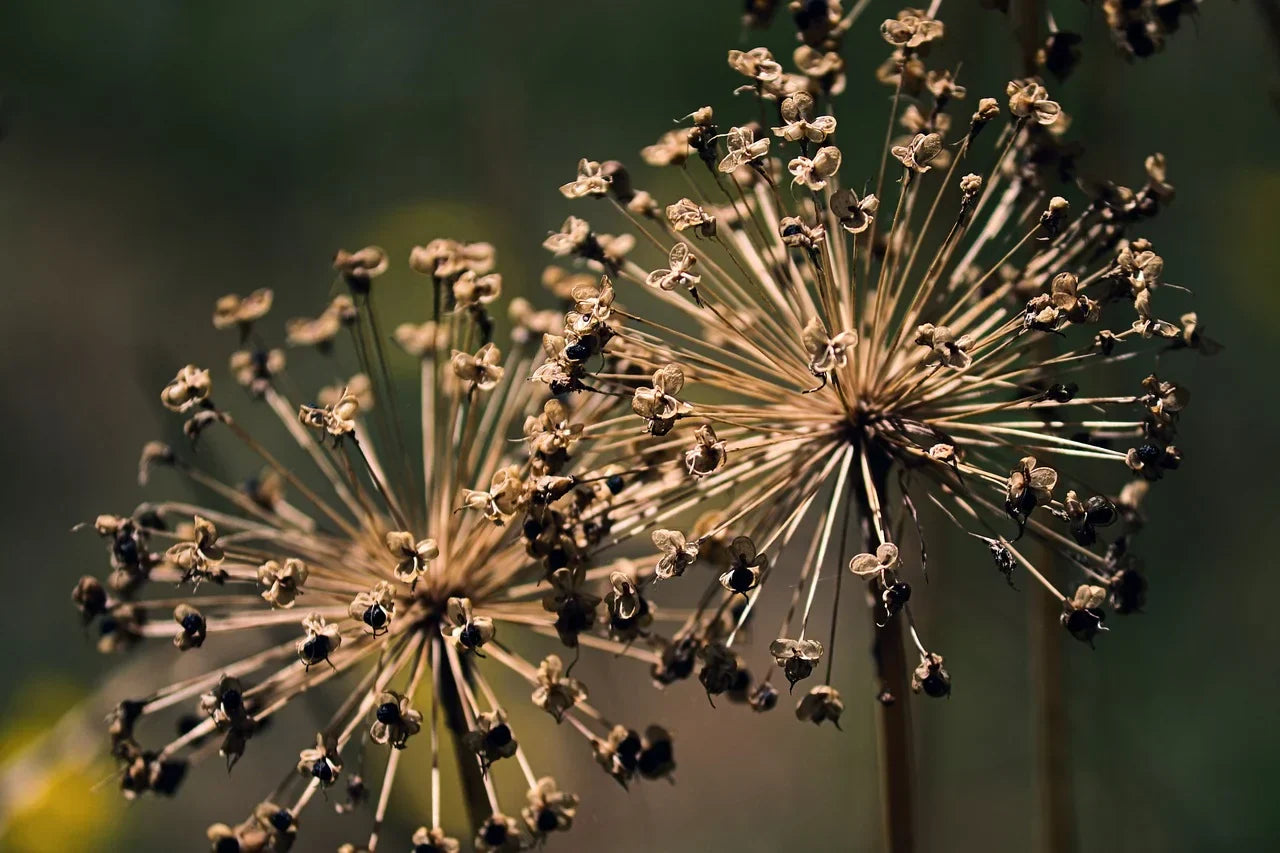 Comment Faire Sécher des Fleurs : Techniques et Conseils pour un Résultat Sublime Image
