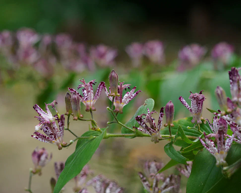 Tricyrtis