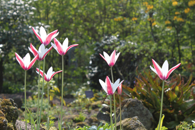 tulipe sauvage