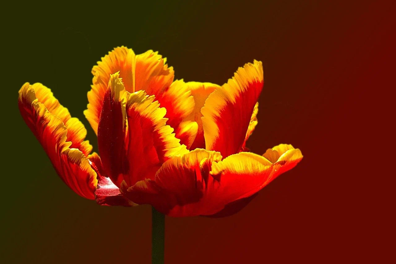 Tulipe Perroquet : Guide Complet Image