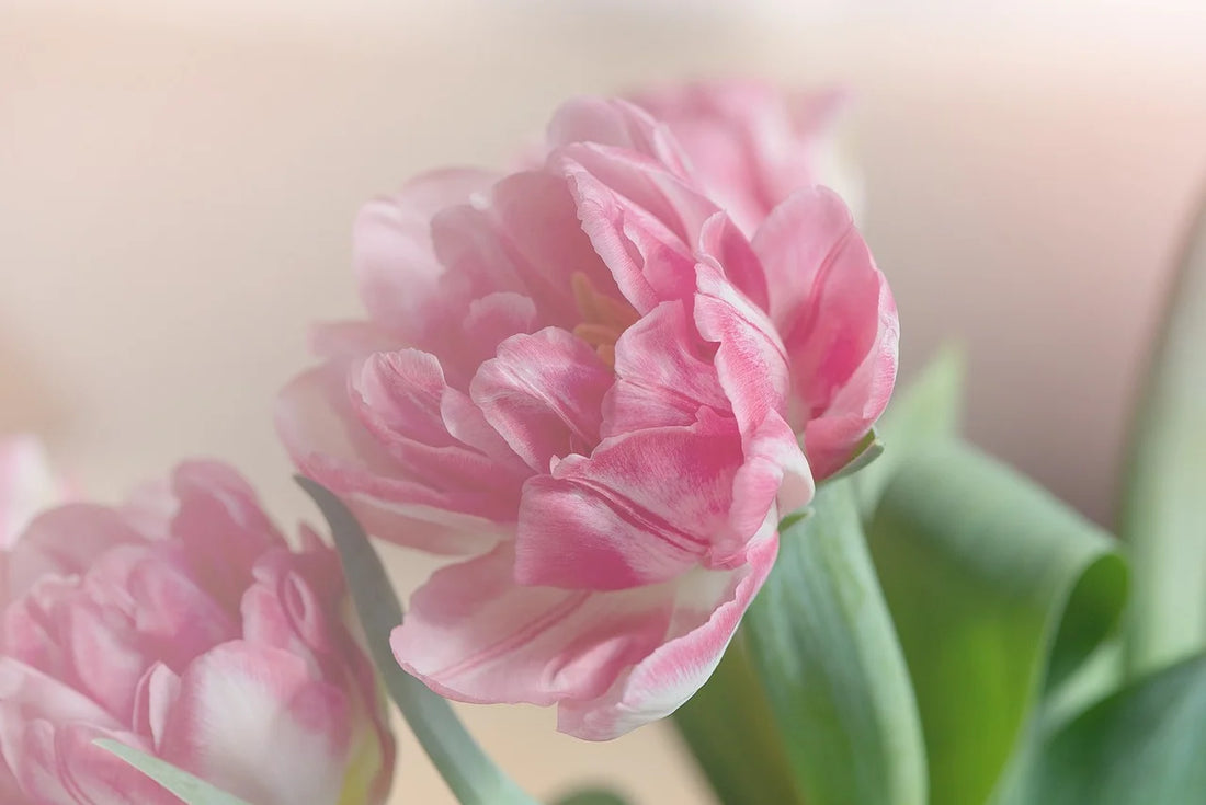 Tulipe Rose : Guide Complet