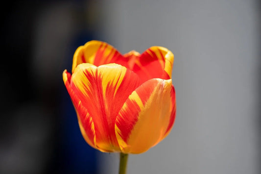 Guide complet pour bien choisir et planter des tulipes