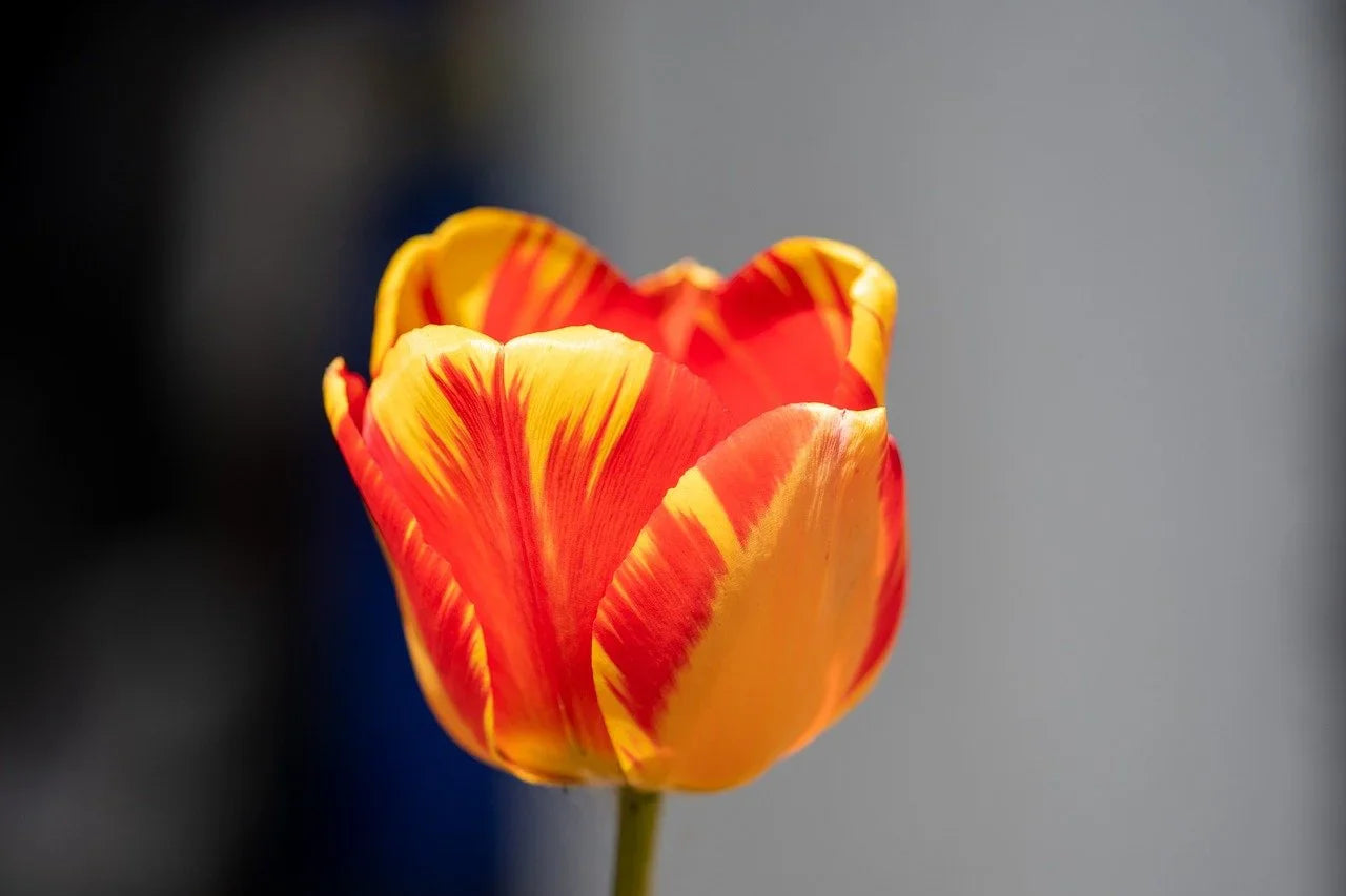 Guide complet pour bien choisir et planter des tulipes