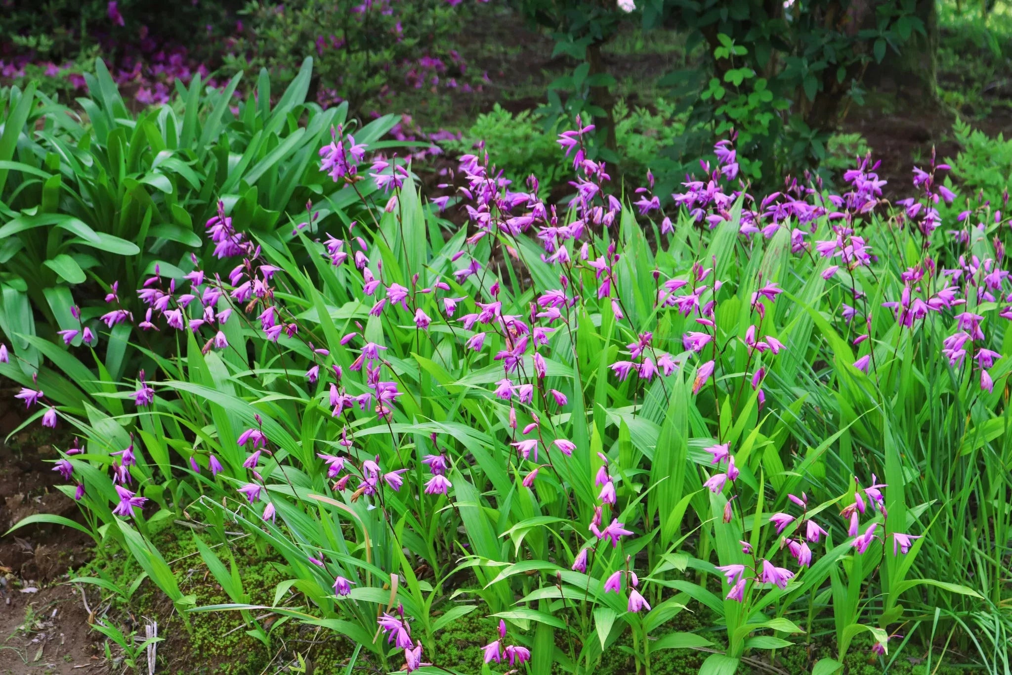 Orchidées de jardin Image