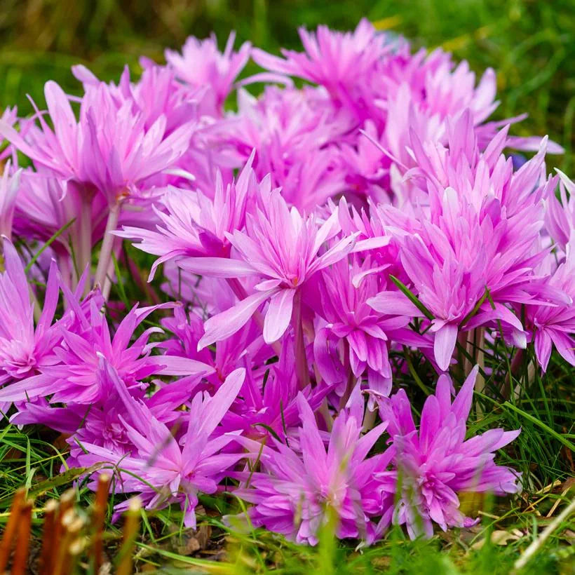 Colchique Watterlilly
