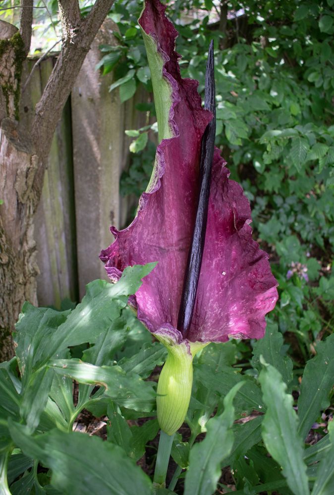Dracunculus vulgaris