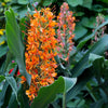 Hedychium