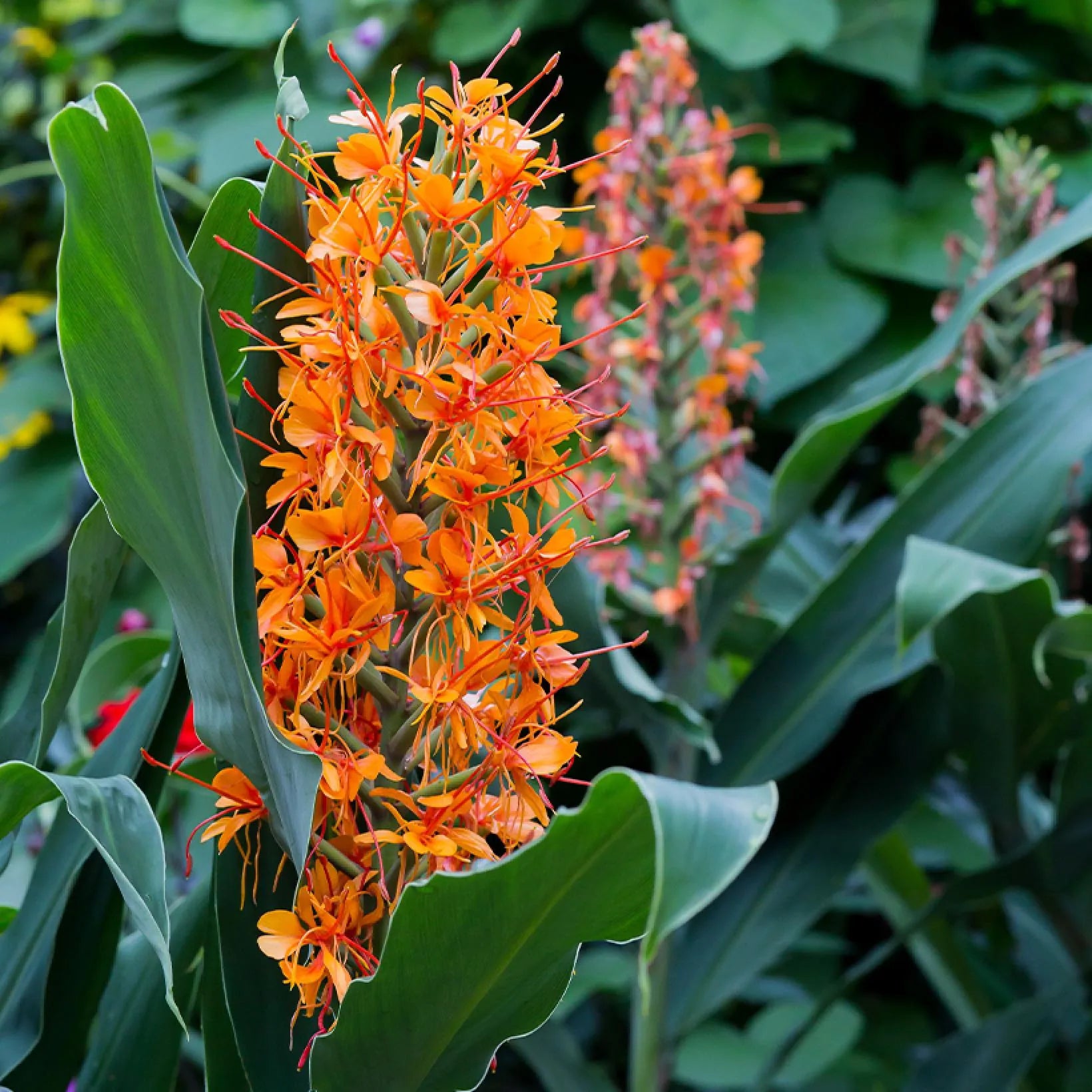 Hedychium Image