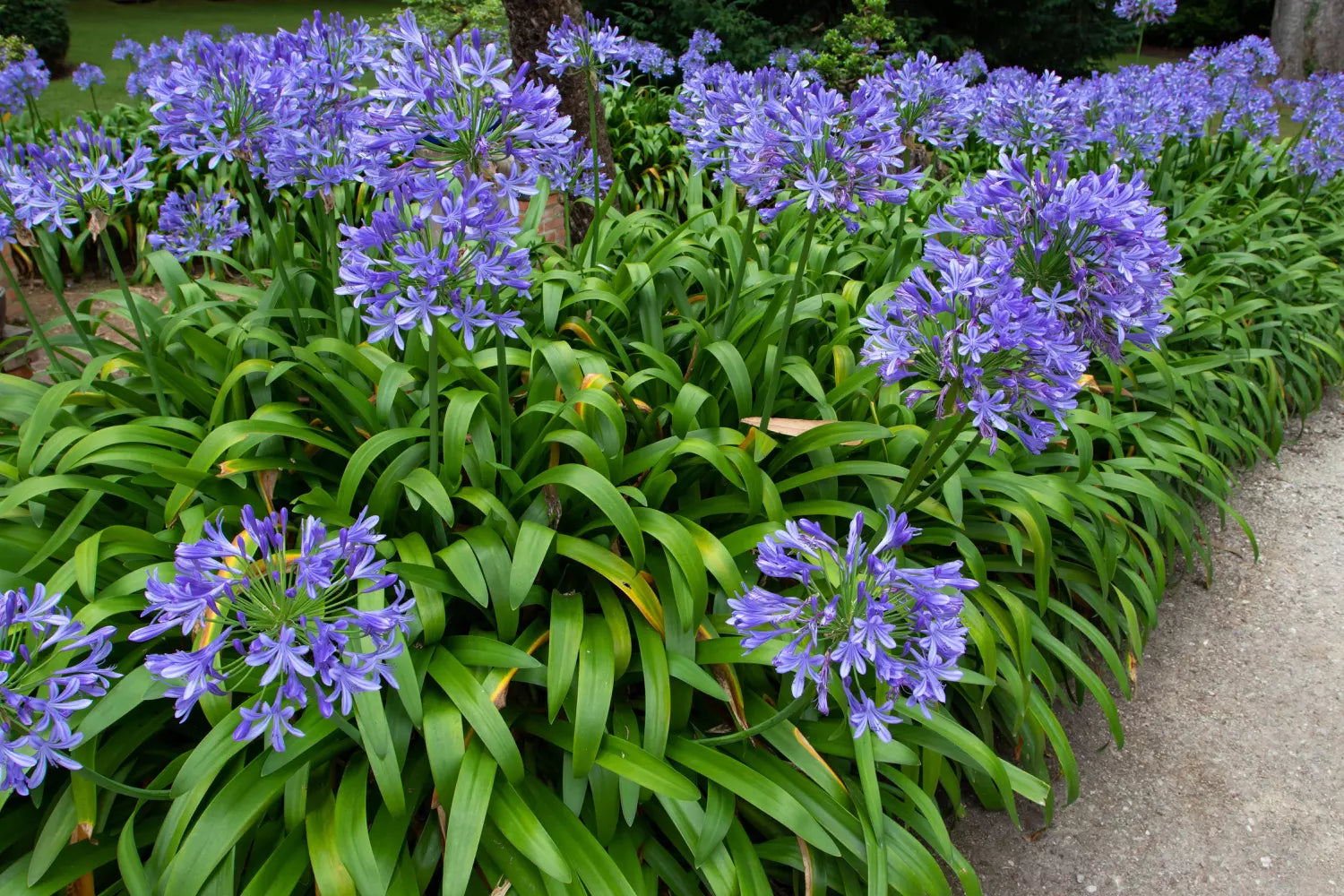 agapanthe bleu​