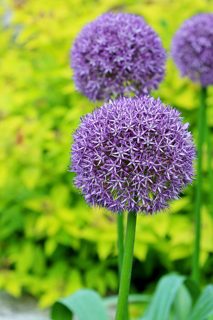 Allium
