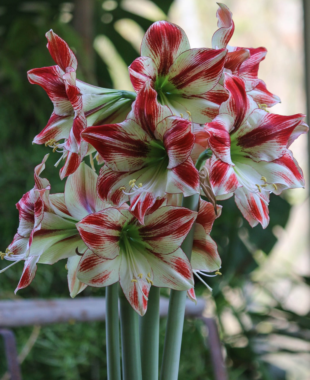 Amaryllis Image