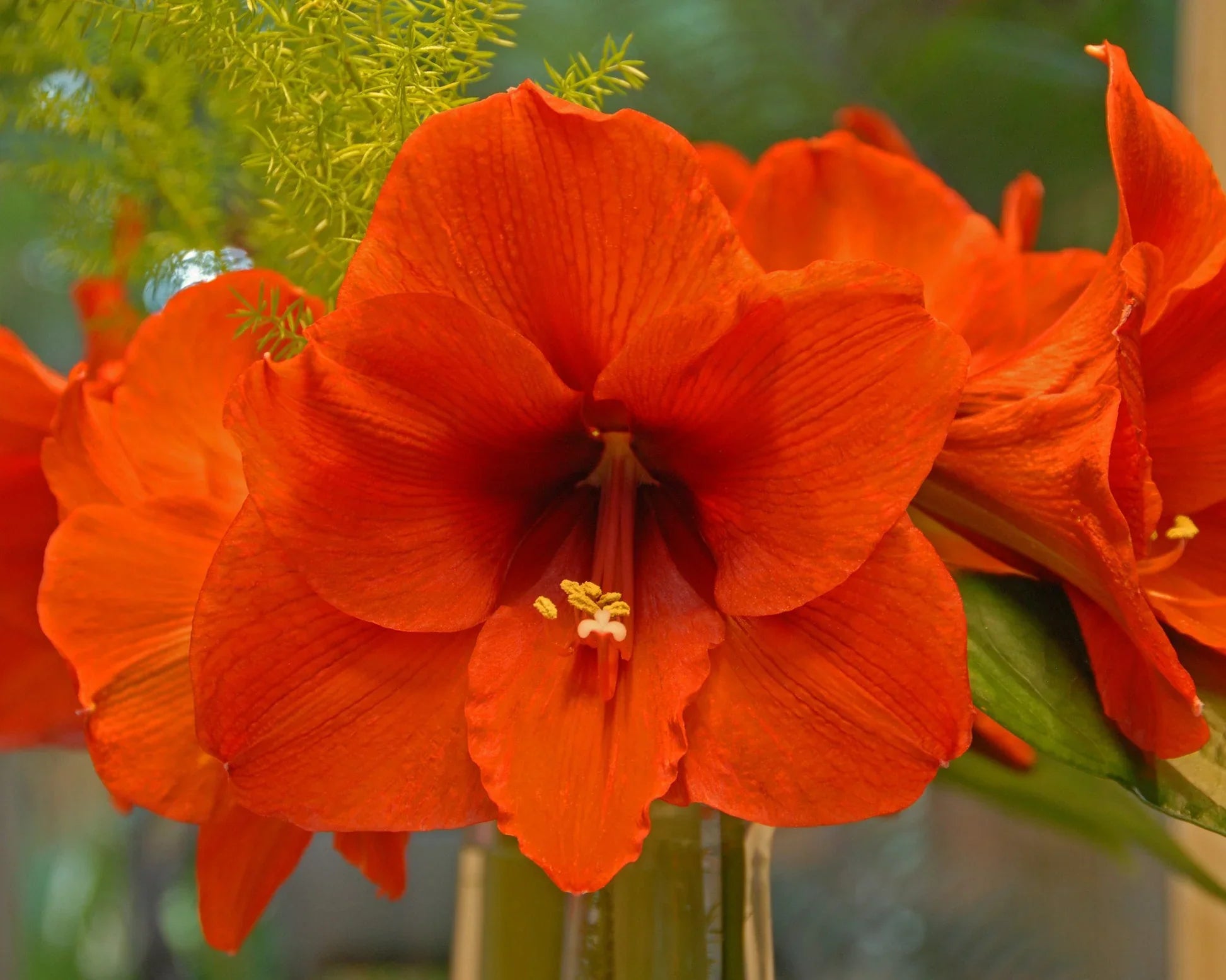 Amaryllis