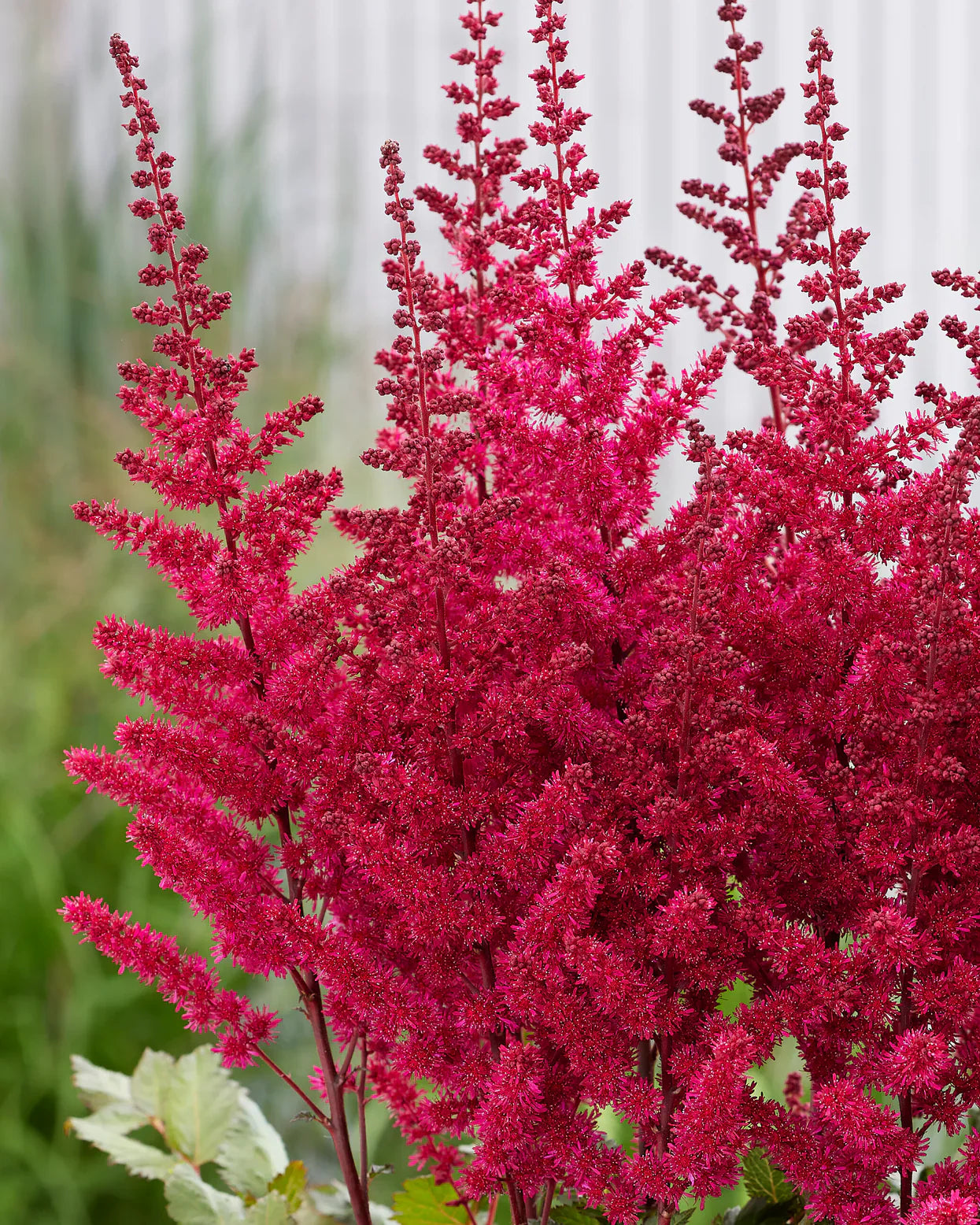 Astilbe