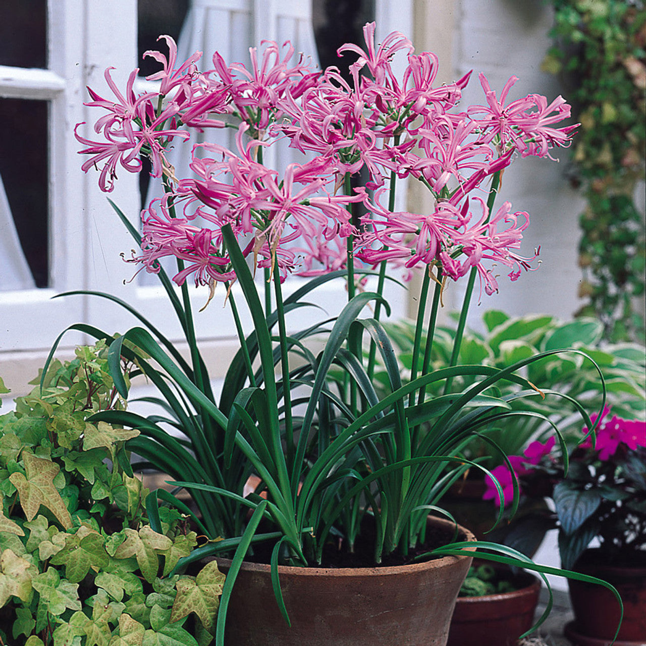 Nerine Bowdenii Image