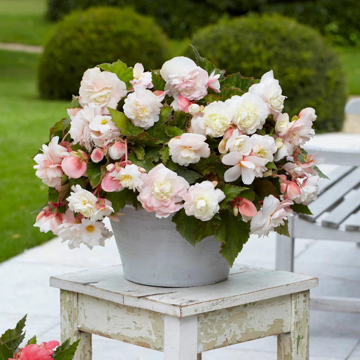 begonia odorant Image