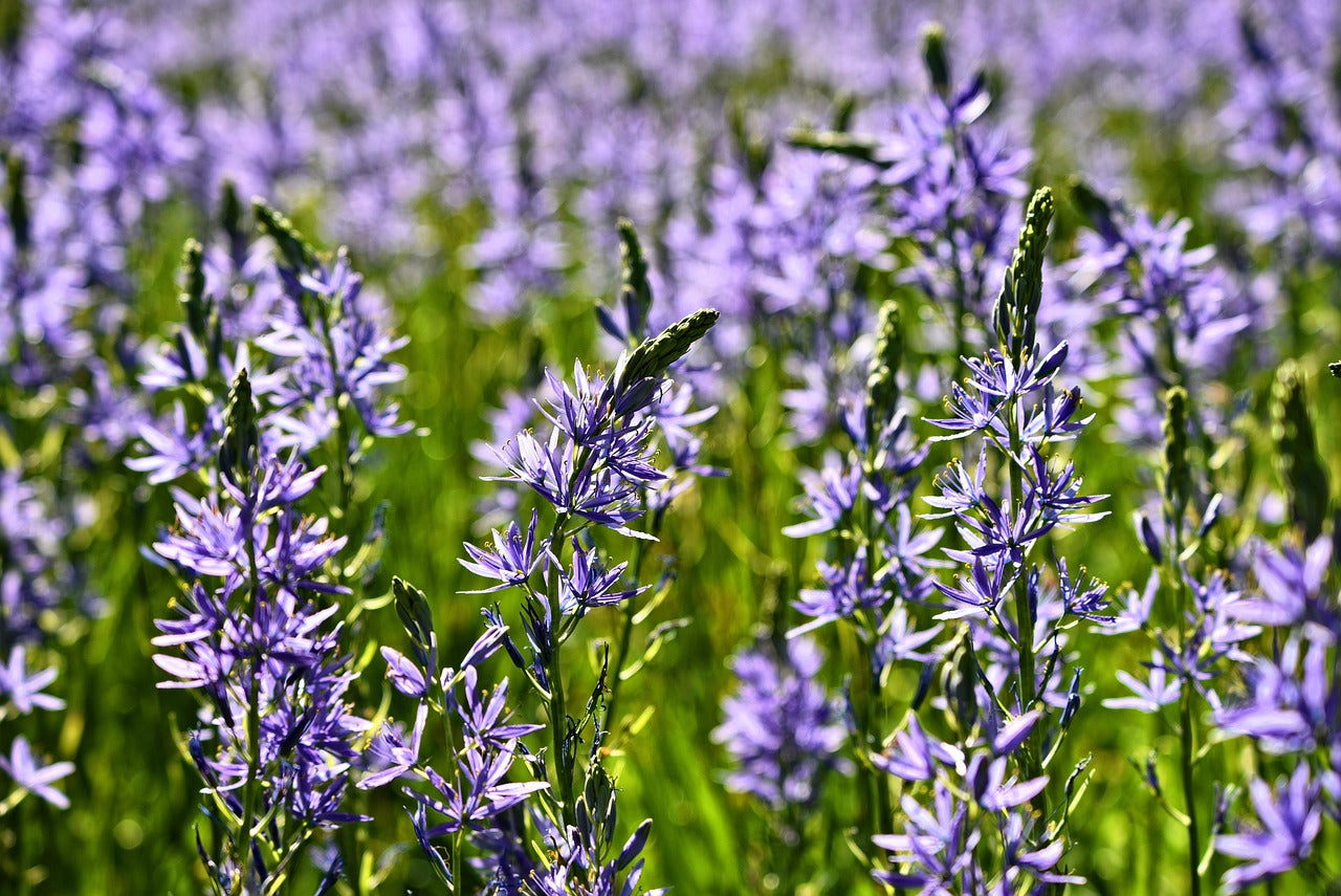 Camassia Image