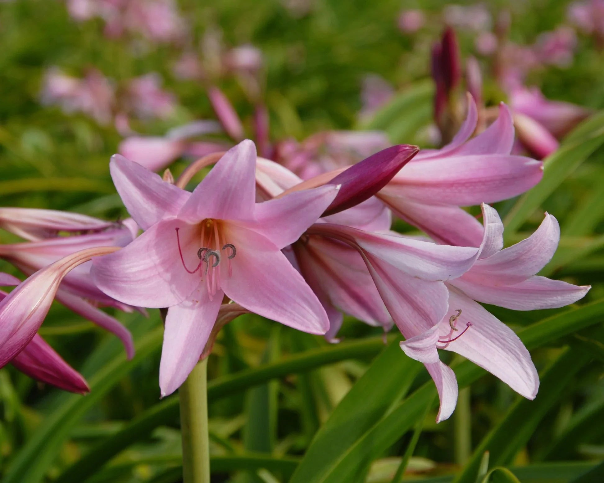 Crinum Image