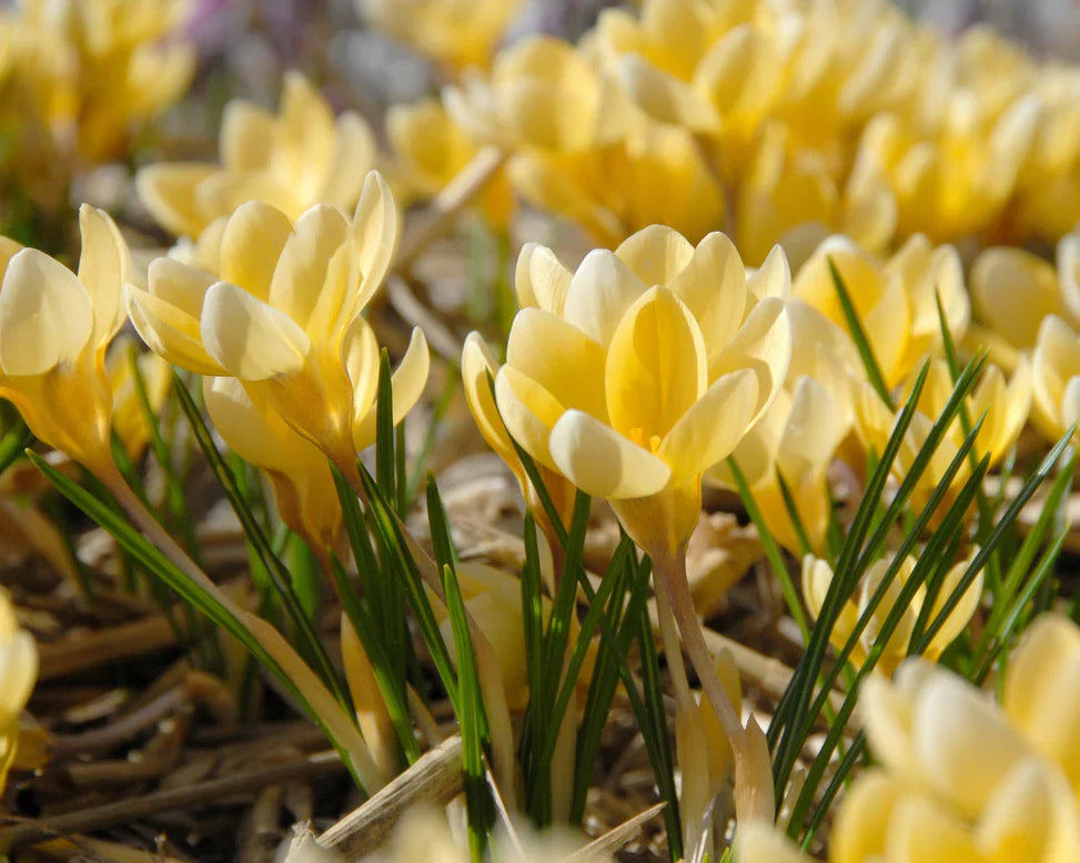 Crocus