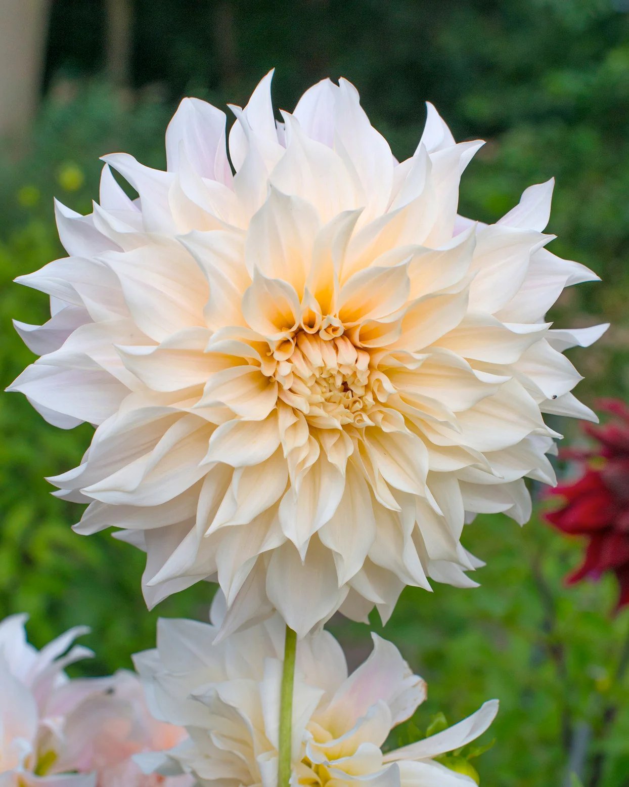 Dahlia Image